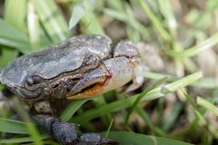Zakończenie w górę ryżu pola kraba na polu fotografia stock Zakończenie w górę ryżu pola kraba na polu fotografia stock