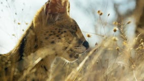 Zakończenie w górę serval kota z łaciastym jak dodatek długie nogi i gepard, sawanna, Afryka zdjęcie stock Zakończenie w górę serval kota z łaciastym jak dodatek długie nogi i gepard, sawanna, Afryka zdjęcie stock
