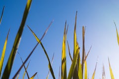 Zakończenie w górę złotych Japońskich liści ryżu strzał z spod niebieskiego nieba i kopii przestrzeni fotografia royalty free Zakończenie w górę złotych Japońskich liści ryżu strzał z spod niebieskiego nieba i kopii przestrzeni fotografia royalty free