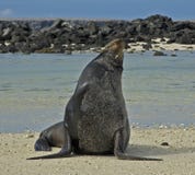 Zalophuscalifornianus, de Zeeleeuw van Californië, Californische zeele stock afbeeldingen Zalophuscalifornianus, de Zeeleeuw van Californië, Californische zeele stock afbeeldingen