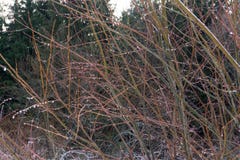 Zamarznięte gałąź drzewo z ziarnami, zakrywać z kroplami lód i sople Lodowate gałąź na geometrycznym tle Zima ilustracji Zamarznięte gałąź drzewo z ziarnami, zakrywać z kroplami lód i sople Lodowate gałąź na geometrycznym tle Zima ilustracji