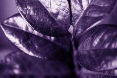 Zamiokulkas lascia, piante tropicali del tubo flessibile nel colore ultravioletto immagini stock libere da diritti Zamiokulkas lascia, piante tropicali del tubo flessibile nel colore ultravioletto immagini stock libere da diritti