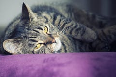 Zamknięty portret żeński tabby kota lying on the beach fotografia royalty free Zamknięty portret żeński tabby kota lying on the beach fotografia royalty free