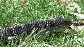 Zamyka up od shingleback jaszczurki odprowadzenia przez trawy w zachodniej australii zbiory wideo Zamyka up od shingleback jaszczurki odprowadzenia przez trawy w zachodniej australii zbiory wideo