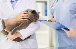 Zamyka up weterynarz z kotem i schowkiem przy kliniką Zdjęcie Royalty Free Zamyka up weterynarz z kotem i schowkiem przy kliniką Zdjęcie Royalty Free