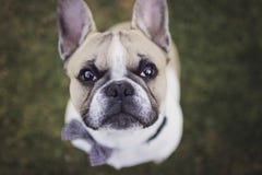 Zamyka w górę fotografii Francuski buldog zdjęcie royalty free Zamyka w górę fotografii Francuski buldog zdjęcie royalty free