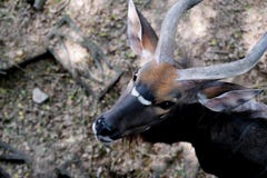 Zamyka w górę Nyala antylopy Nyala angasi w zoo zdjęcie royalty free Zamyka w górę Nyala antylopy Nyala angasi w zoo zdjęcie royalty free