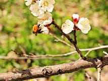 Zangão que senta-se em uma flor fotografia de stock Zangão que senta-se em uma flor fotografia de stock
