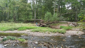  Zaniechana łódź pod drzewem Zdjęcie Stock