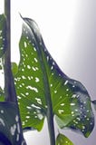Zantedeschia d'or en forme de coeur Photos stock Zantedeschia d'or en forme de coeur Photos stock