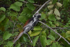  Zanzibarian Czerwony Colobus, endemiczna małpa Zdjęcie Stock