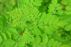 Zaokrągleni liście oleifera Moringa zdjęcia stock Zaokrągleni liście oleifera Moringa zdjęcia stock