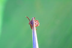 Zapalenie m?zgu wirus lub Lyme Borreliosis choroba obrazy stock Zapalenie m?zgu wirus lub Lyme Borreliosis choroba obrazy stock