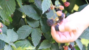 zarzamoras, vitaminas, jardín zarzamoras, vitaminas, jardín