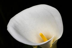 Zbliżenie fotografia biała kalii leluja zdjęcia stock Zbliżenie fotografia biała kalii leluja zdjęcia stock