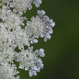 Zbliżenie królowej Anne ` s koronki Daucus carota zdjęcie royalty free Zbliżenie królowej Anne ` s koronki Daucus carota zdjęcie royalty free