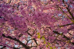 Zbliżenie kwiatonośny różowy Sakura drzewo zdjęcia royalty free Zbliżenie kwiatonośny różowy Sakura drzewo zdjęcia royalty free