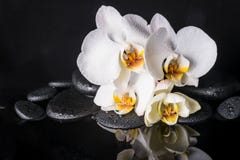 Zdroju pojęcie piękny biel z żółtą orchideą (phalaenopsis) obraz stock Zdroju pojęcie piękny biel z żółtą orchideą (phalaenopsis) obraz stock