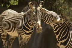 Zebra Royalty Free Stock Images