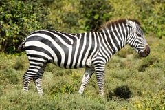 Zebra imagens de stock royalty free Zebra imagens de stock royalty free