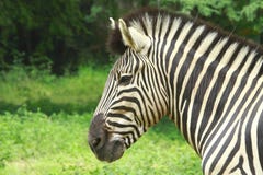 Zebra Royalty Free Stock Image
