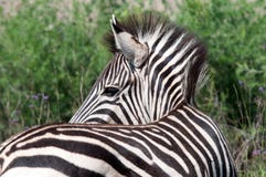 Zebra Stock Image