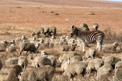 Zebra And Flock Stock Photography