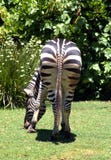 Zebra Behind Royalty Free Stock Images