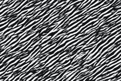 Zebra black and white stripes and skin patterns stock illustration Zebra black and white stripes and skin patterns stock illustration