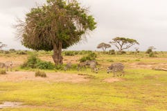 Zebra, das in der Savanne von Amboseli-Park weiden lässt Lizenzfreies Stockfoto Zebra, das in der Savanne von Amboseli-Park weiden lässt Lizenzfreies Stockfoto