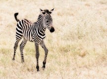 Zebra del bambino fotografia stock libera da diritti Zebra del bambino fotografia stock libera da diritti