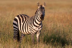 Zebra dourada Foto de Stock Royalty Free Zebra dourada Foto de Stock Royalty Free