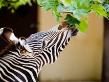 Grevy's Zebra Eating Stock Images - Download 63 Photos