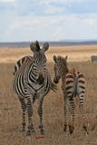 Zebra Family Royalty Free Stock Photos