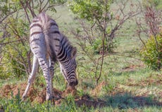 A zebra foal eats dirt to supplement its diet