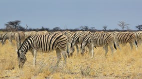Zebra - fundo dos animais selvagens de África - rebanho bonito das listras Imagem de Stock Royalty Free Zebra - fundo dos animais selvagens de África - rebanho bonito das listras Imagem de Stock Royalty Free