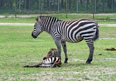 Zebra In A Safari Stock Image