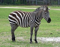 Zebra In A Safari Royalty Free Stock Photography