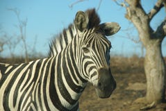 Zebra In Africa Royalty Free Stock Image