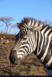 Zebra In Africa Royalty Free Stock Photo