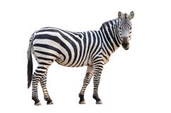 Zebra isolada