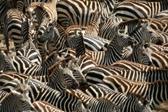 Zebra (Kenya)