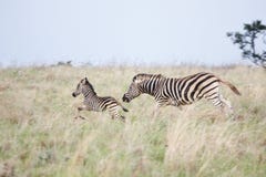 Zebra Mare And Foal Fleeing Danger Stock Photos