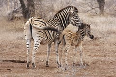Zebra Mother And Foal Stock Images