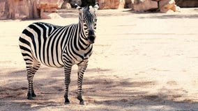 Zebra obok stawu w środku zdjęcie stock Zebra obok stawu w środku zdjęcie stock