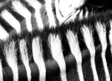 Zebra Pattern Stock Images
