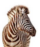 Zebra Portrait Isolated Stock Photography Zebra Portrait Isolated Stock Photography