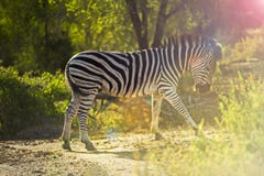 Zebra que anda através do savana em África do Sul imagem de stock royalty free Zebra que anda através do savana em África do Sul imagem de stock royalty free