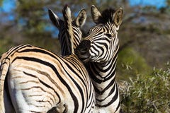 Zebras Affections Wildlife royalty free stock photography Zebras Affections Wildlife royalty free stock photography