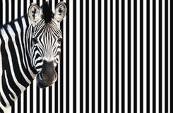 Zebra on striped background looking at camera royalty free stock images Zebra on striped background looking at camera royalty free stock images